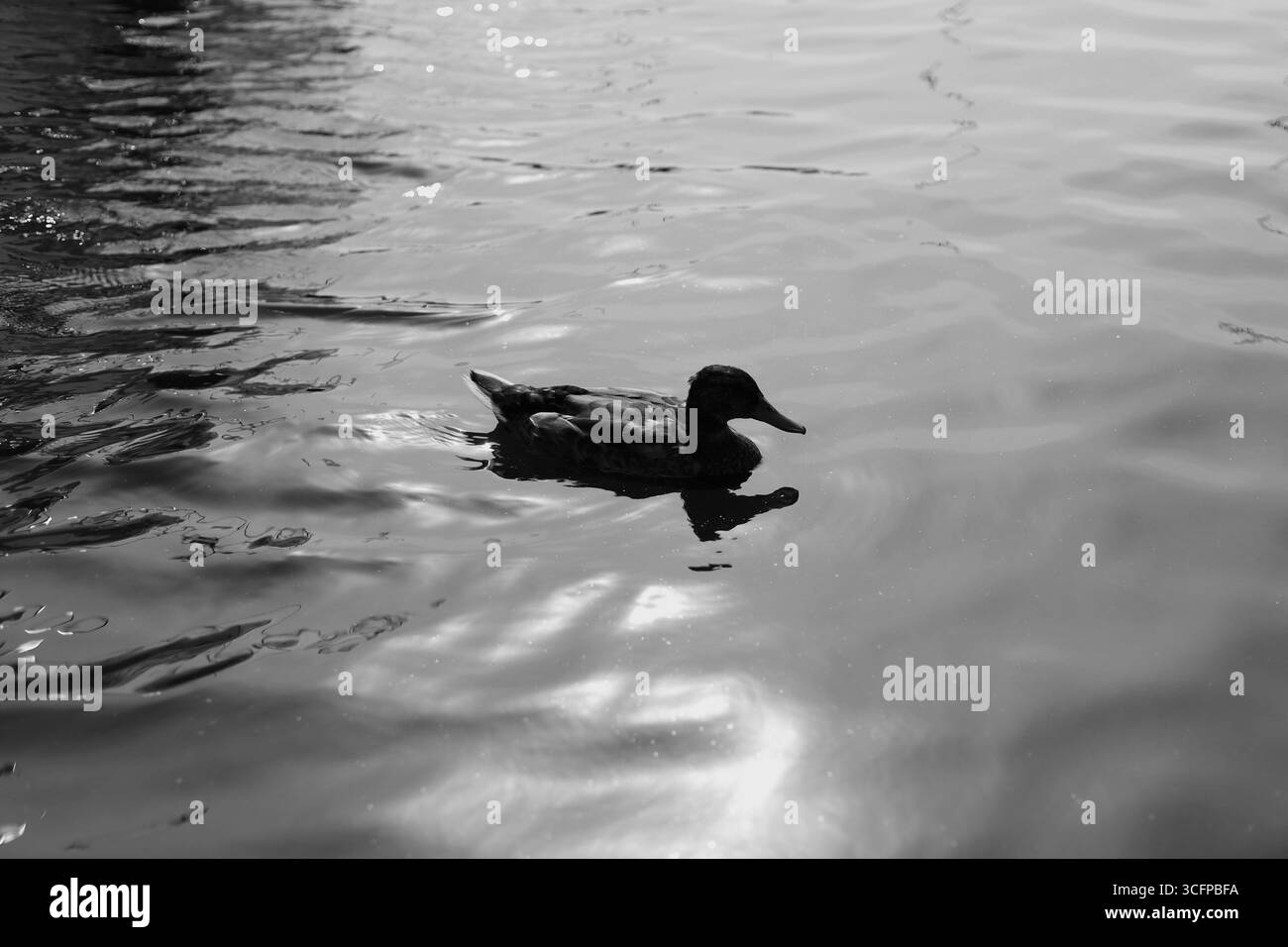Immagine in bianco e nero di un'anatra solitaria che galleggia sulla superficie del lago Foto Stock
