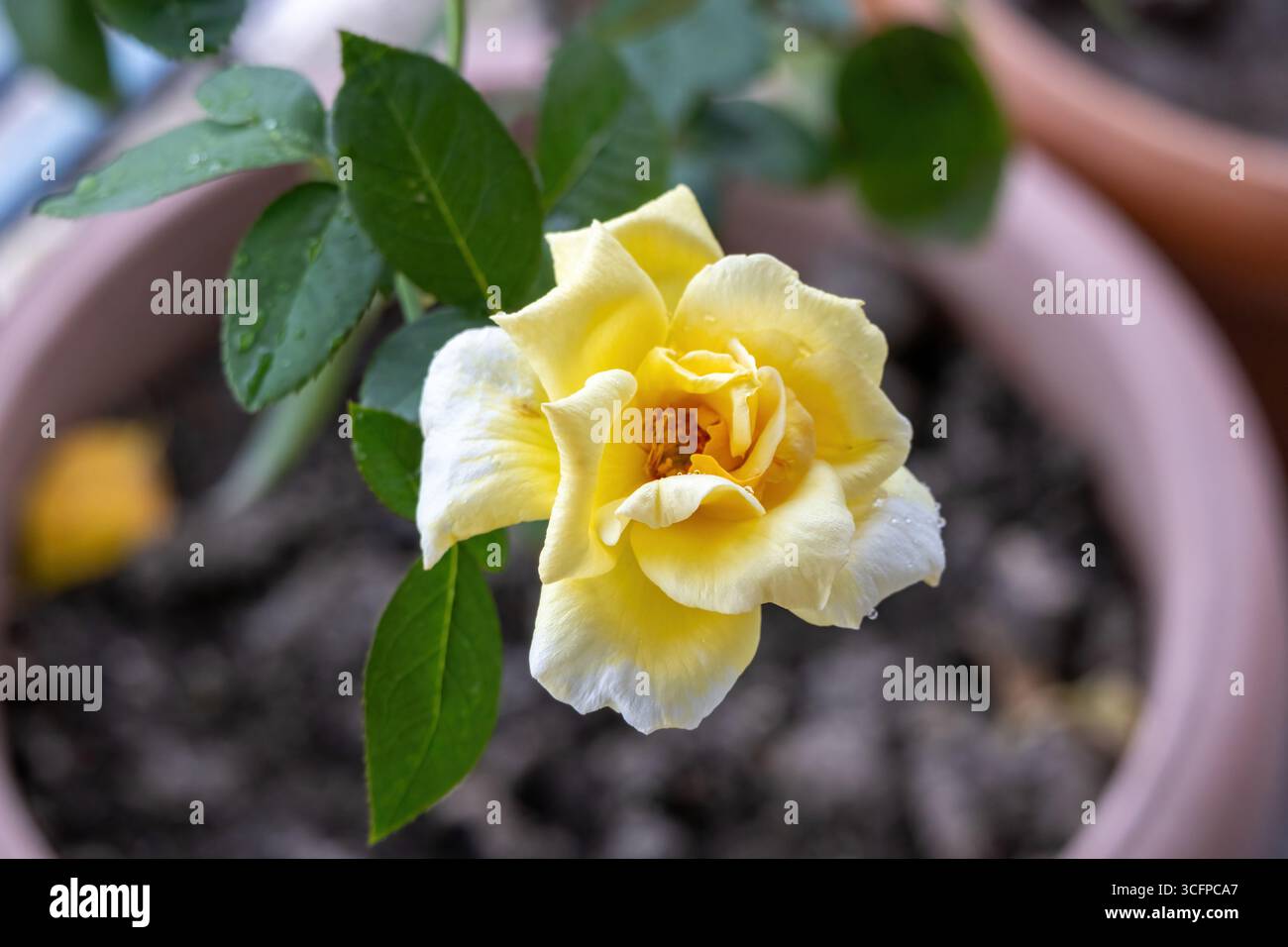 Bellissima rosa gialla fresca in piena fioritura, catturata in primo piano. Le gocce di pioggia brillano sui petali in un giardino di casa, con una morbidezza e sfocatura Foto Stock