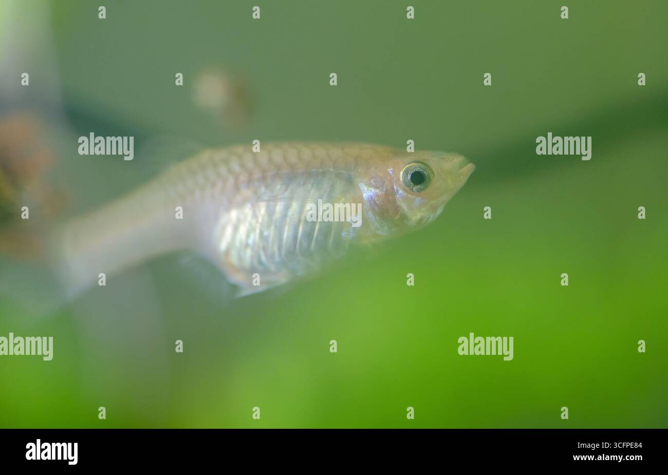 Primo piano di un piccolo pesce d'acqua dolce in un habitat acquatico. Foto Stock