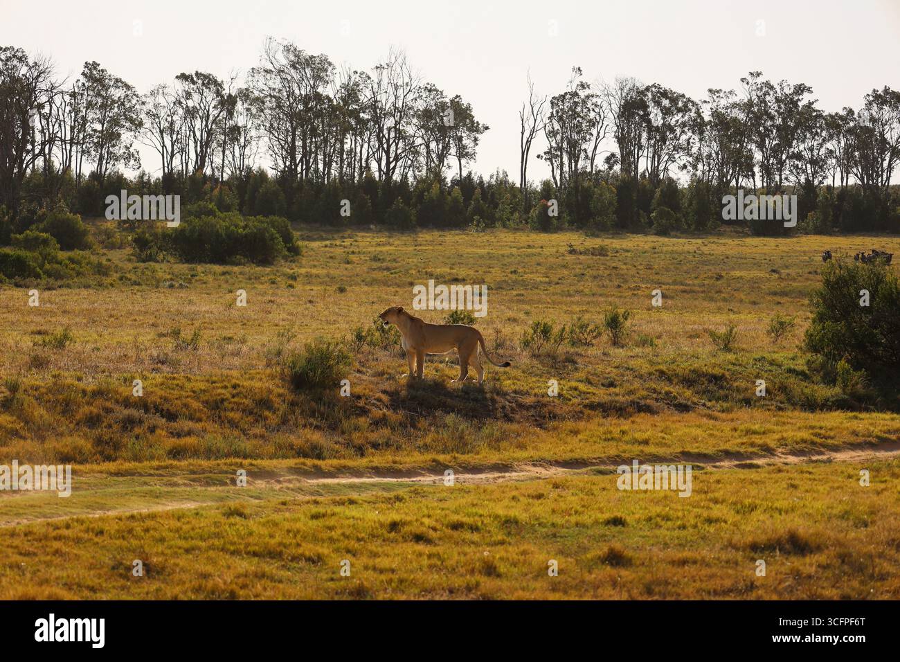 lioness in allerta nella riserva di caccia privata Schotia Safari, Sudafrica Foto Stock
