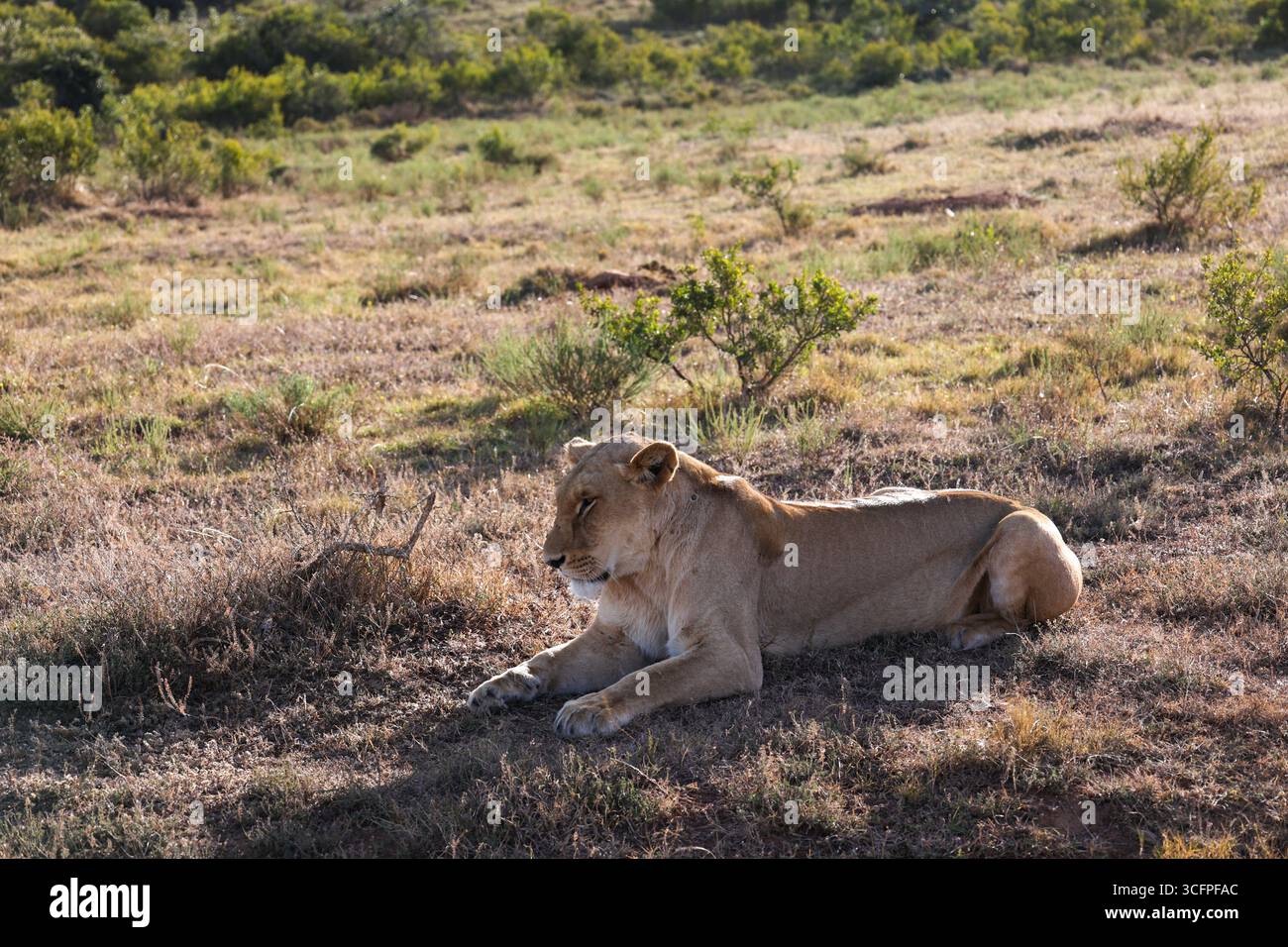 Ritratto della leonessa africana sdraiata nella riserva privata di caccia Schotia Safari. Sudafrica Foto Stock