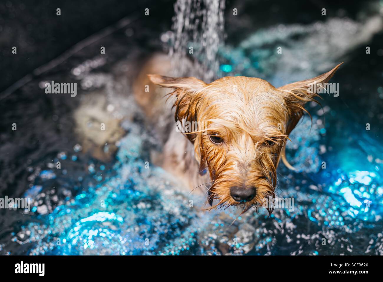 Un piccolo cane è felicissimo a spruzzare in una vasca per la cura del corpo piena d'acqua, illuminata da luci colorate, che enfatizza l'atmosfera giocosa della cura del corpo degli animali Foto Stock