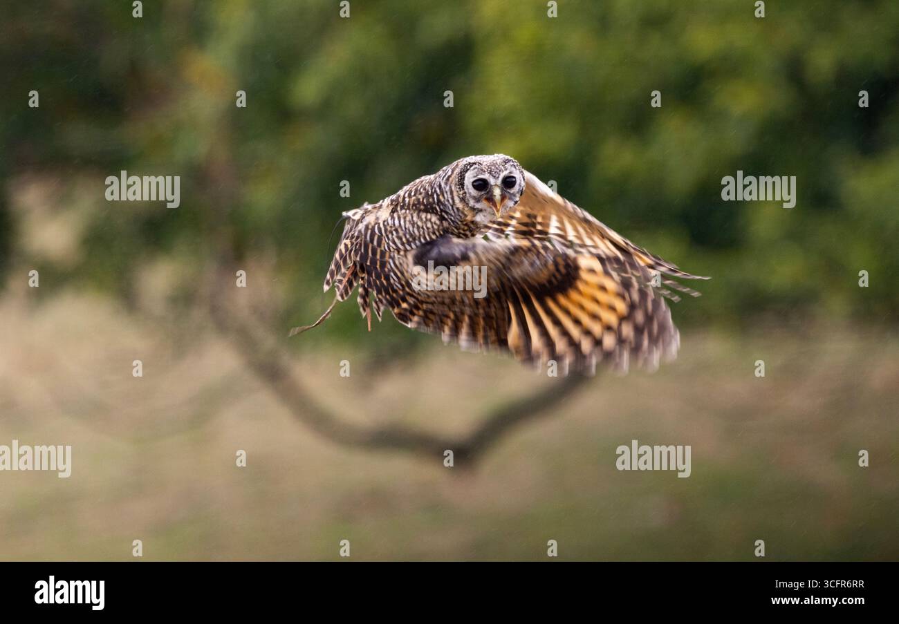 Il gufo di Chaco è un piccolo nativo del bioma di Gran Chaco, poco studiato in Sud America, si pensa che siano minacciati in natura Foto Stock