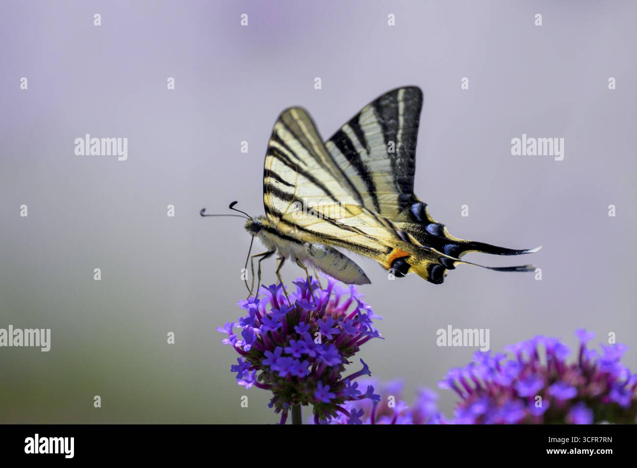 Farfalla a vela (Iphiclides podalirius) seduta su un fiore viola, delicati battiti delle ali in un ambiente naturale, Donaustadt, Vienna, Austria Foto Stock