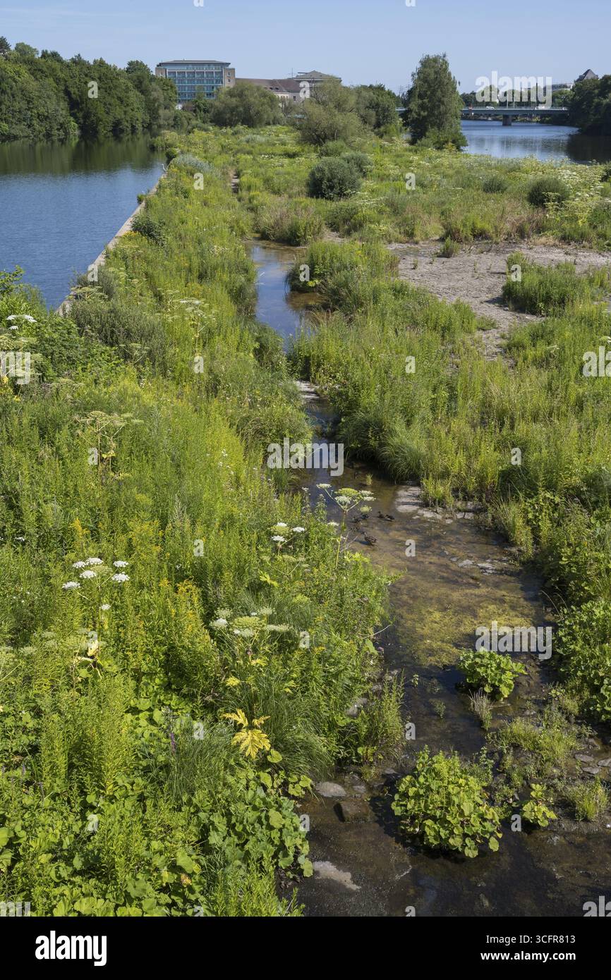 Saarn-Mendener Ruhraue, riserva naturale, Muelheim an der Ruhr, Rurgebiet, Renania settentrionale-Vestfalia, Germania Foto Stock