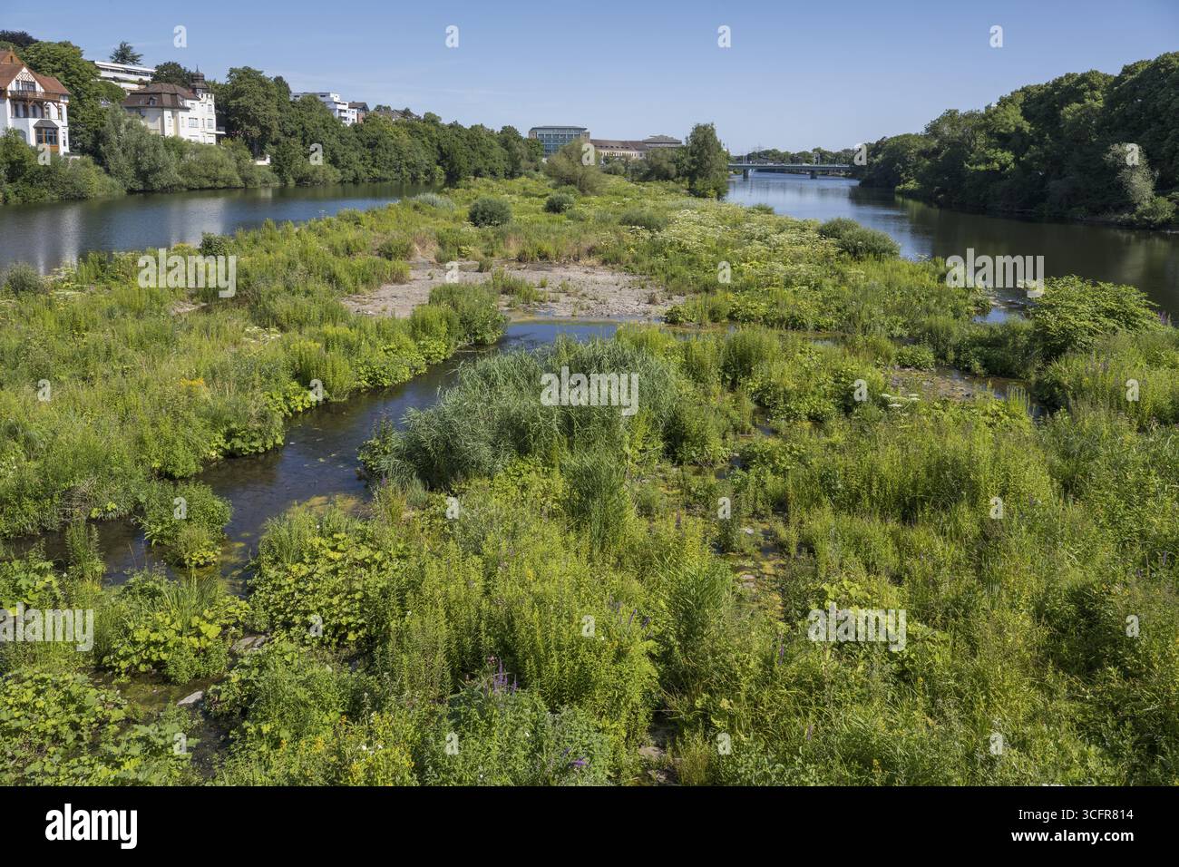 Saarn-Mendener Ruhraue, riserva naturale, Muelheim an der Ruhr, Rurgebiet, Renania settentrionale-Vestfalia, Germania Foto Stock