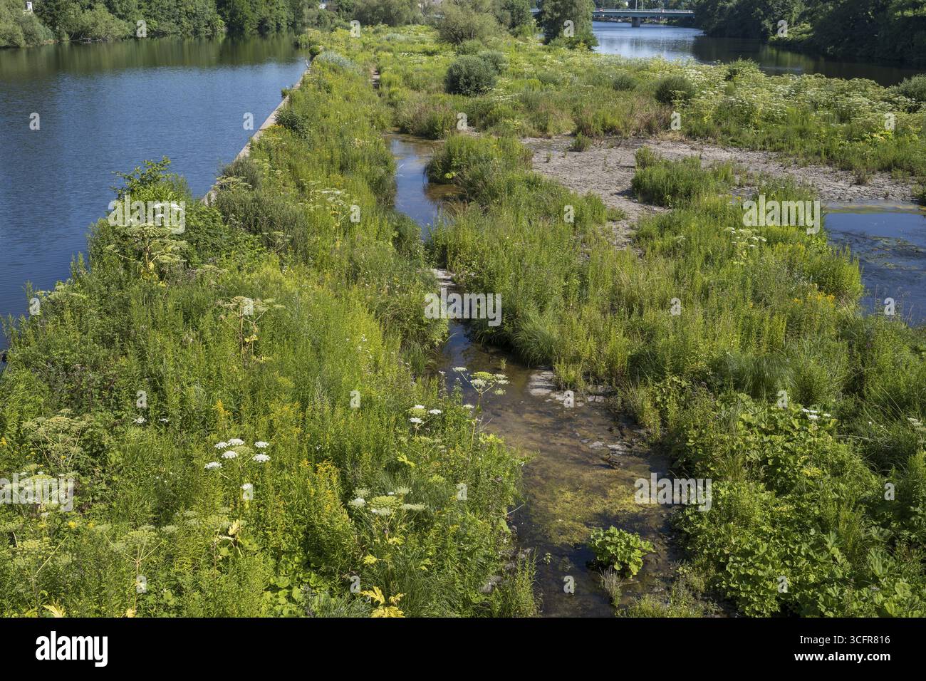 Saarn-Mendener Ruhraue, riserva naturale, Muelheim an der Ruhr, Rurgebiet, Renania settentrionale-Vestfalia, Germania Foto Stock