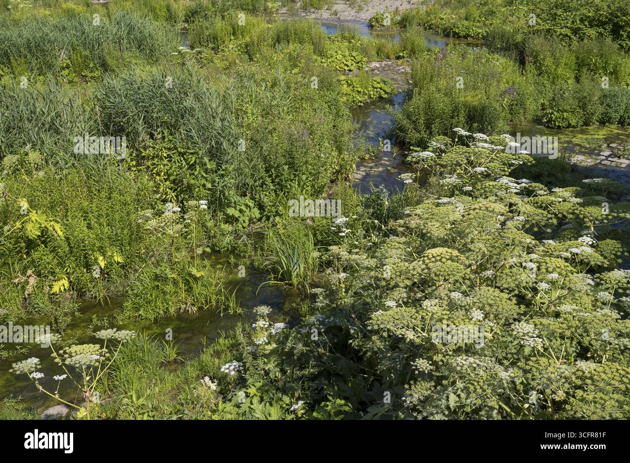 Saarn-Mendener Ruhraue, riserva naturale, Muelheim an der Ruhr, Rurgebiet, Renania settentrionale-Vestfalia, Germania Foto Stock