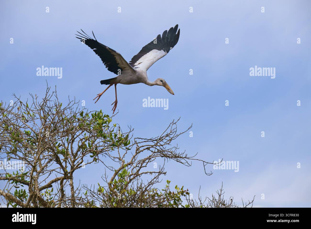 Openbill asiatico o openbill asiatico cicogna (Anastomus oscitans) in volo, Sri lanka Foto Stock