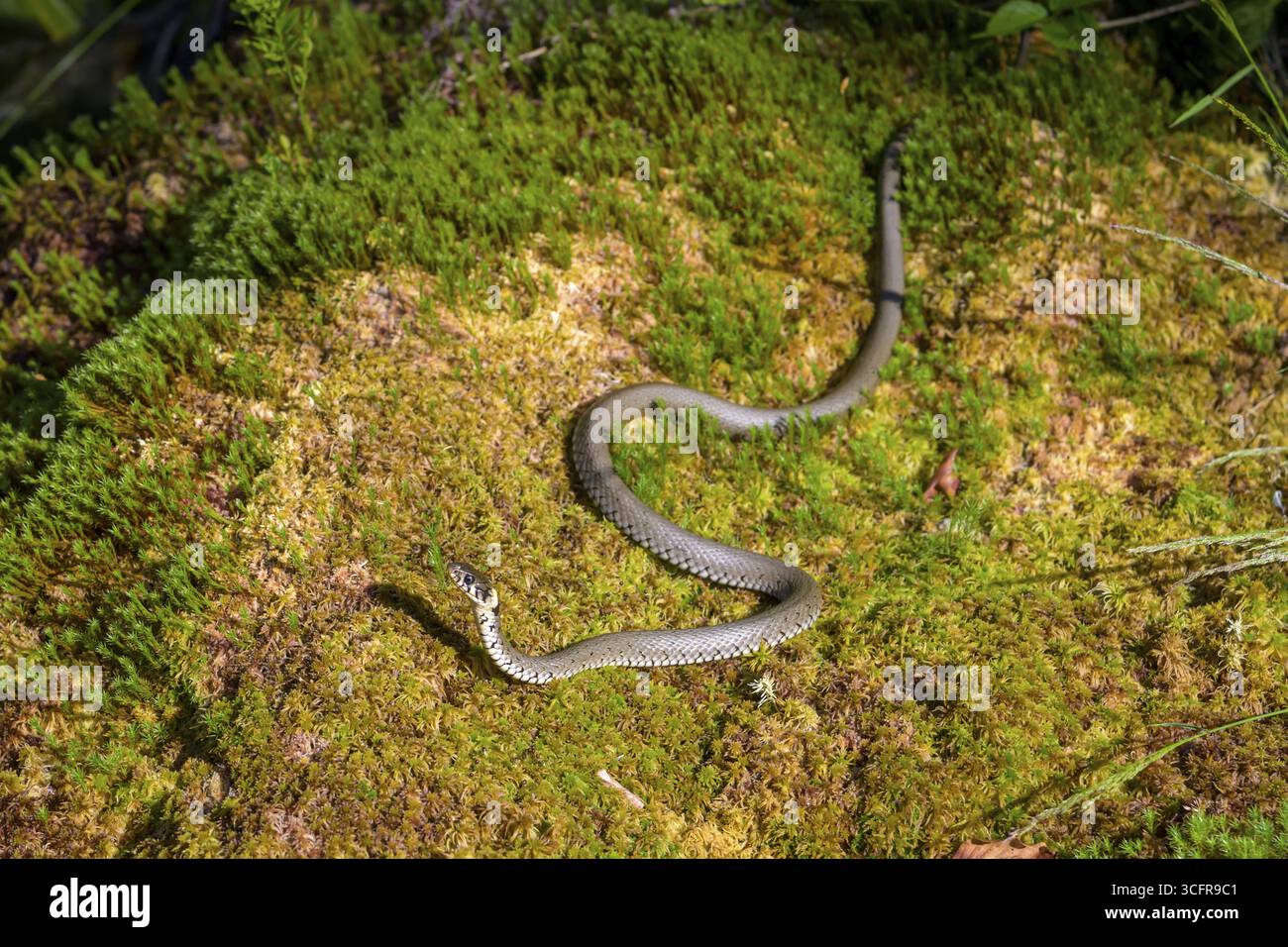 Serpente d'erba (Natrix natrix) che scivola su un terreno coperto di muschio, prigioniero, Neuschoenau, Baviera, Germania Foto Stock