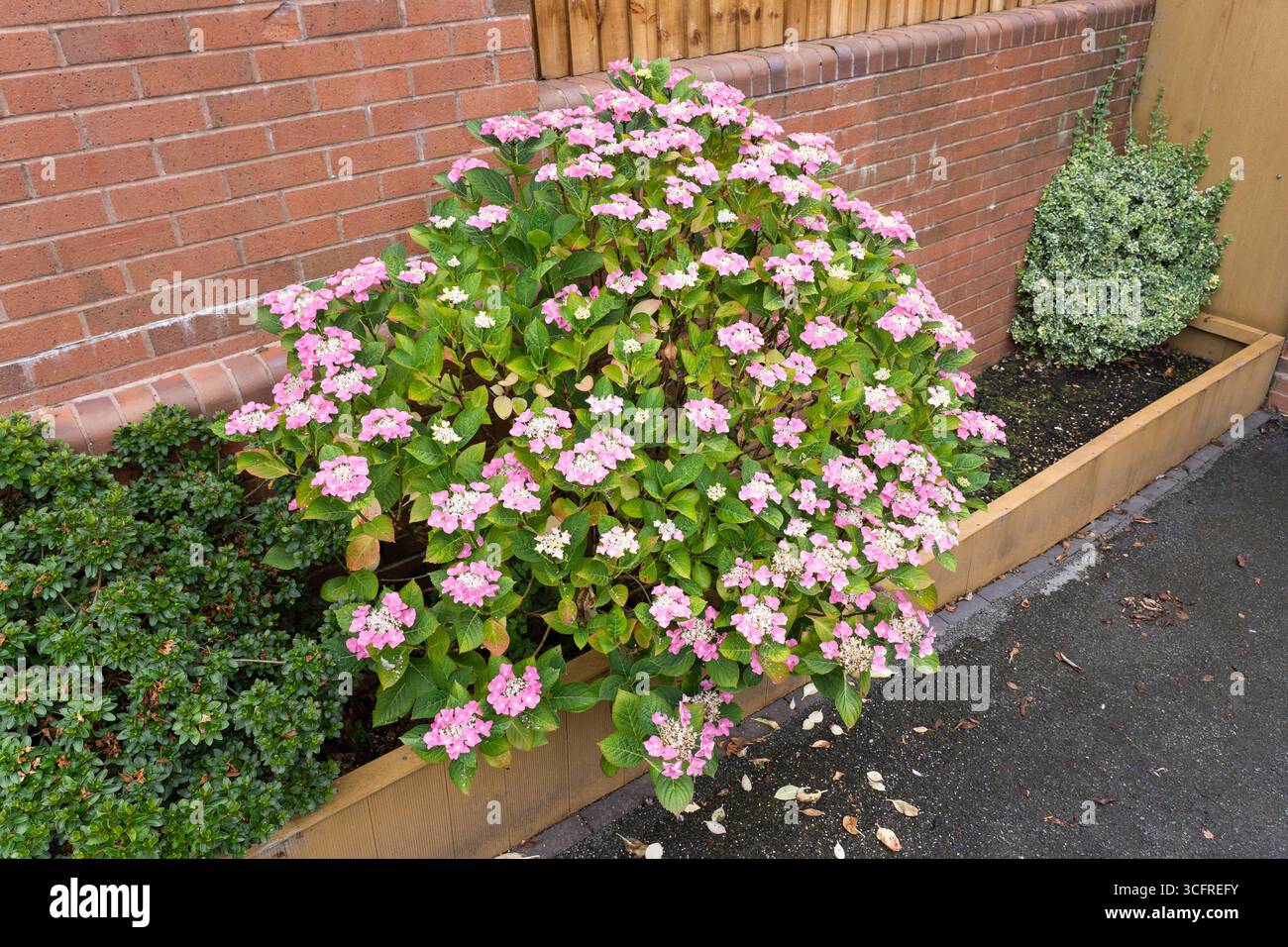 Fiori rosa pallido su un lacecap Hydrangea, una varietà di Hydrangea macrophylla, che fioriscono in un giardino in estate, luglio, Worcestershire, Inghilterra Foto Stock