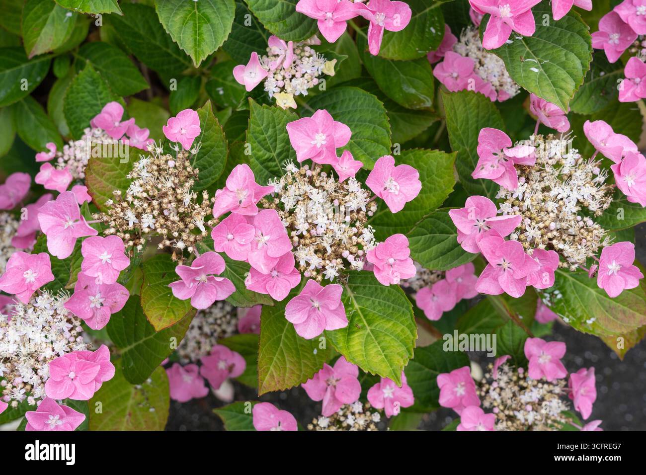 Fiori rosa pallido su un lacecap Hydrangea, una varietà di Hydrangea macrophylla, che fioriscono in un giardino in estate, luglio, Worcestershire, Inghilterra Foto Stock