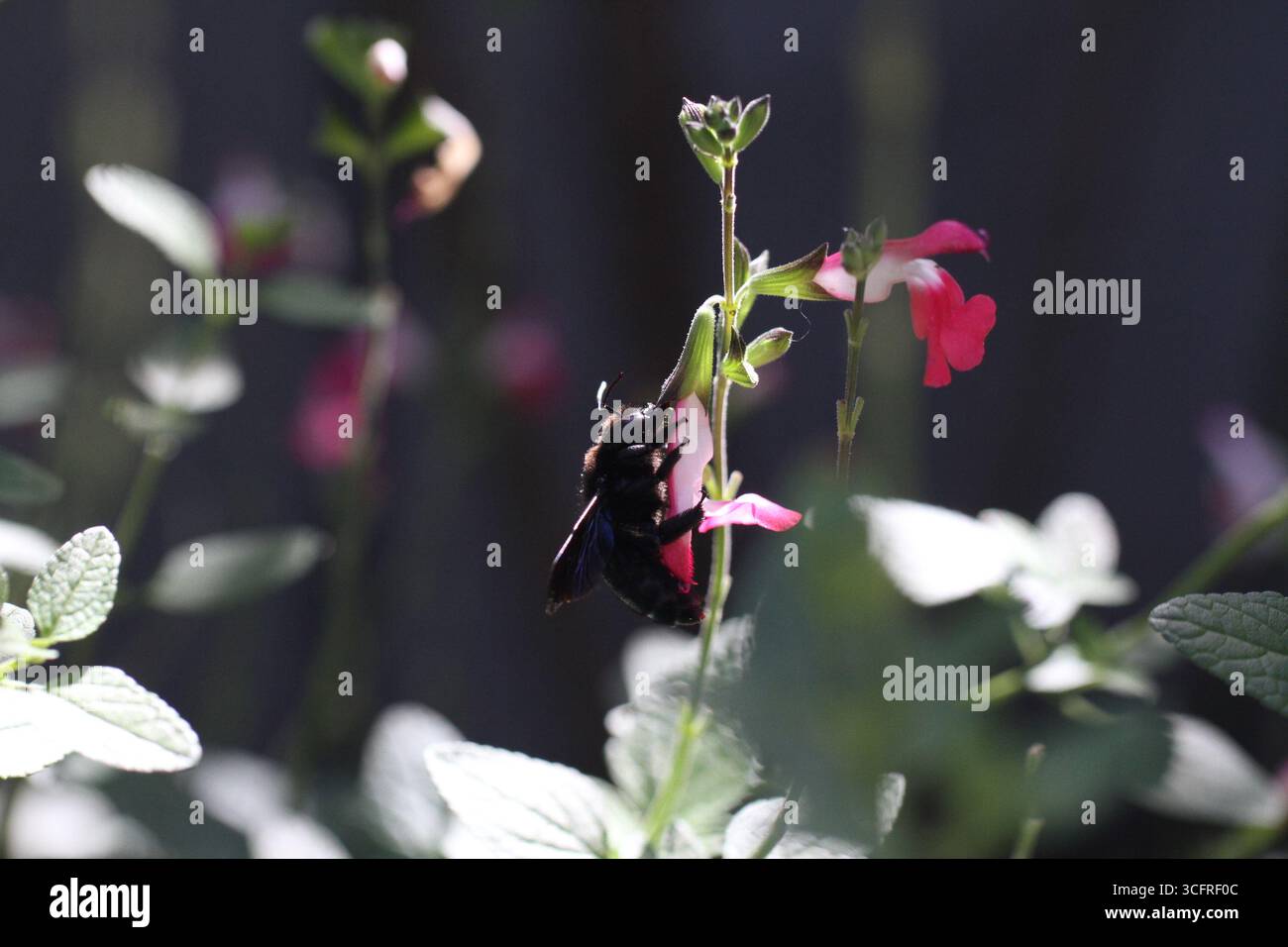 Bee Carpenter Bee legno grande falegname Bee Blue Carpenter Bee Xylocopa violacea su fiore bianco con polline Foto Stock