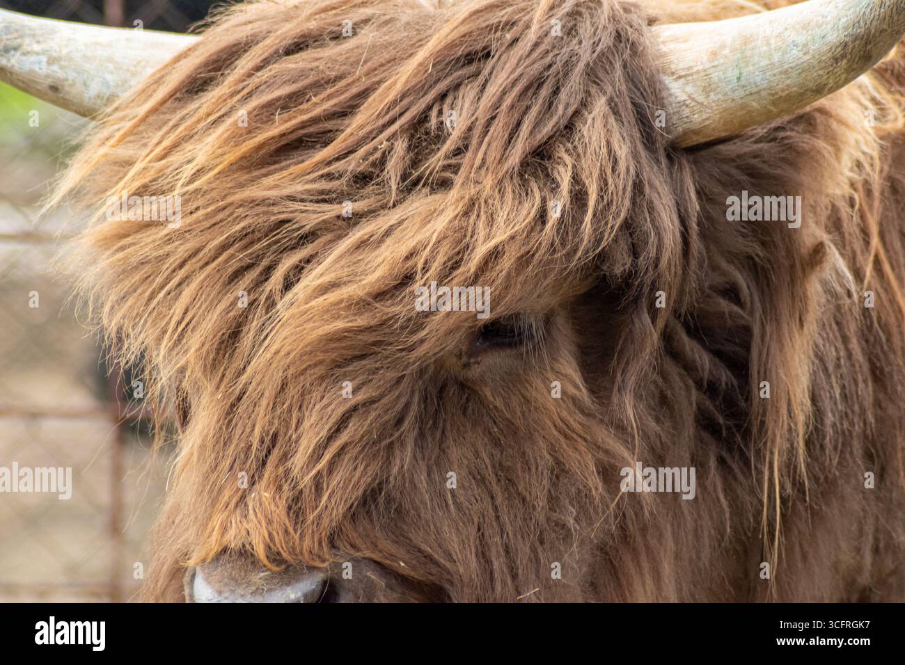 Primo piano di bovini delle Highlands con pelliccia spessa e corno curvo che mostrano un'espressione pacifica Foto Stock