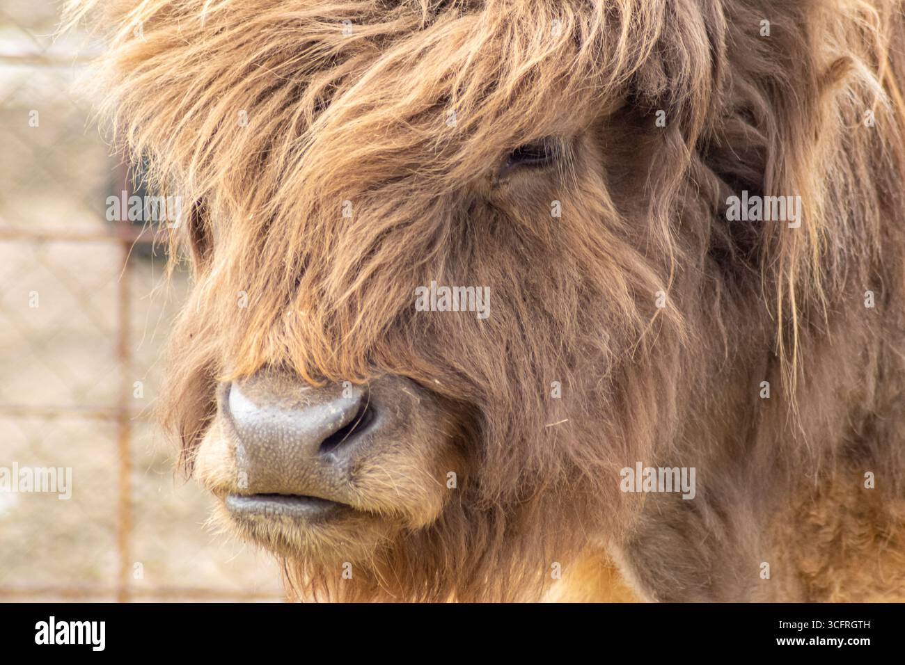 Ritratto dettagliato di una mucca delle Highlands che mette in risalto il suo morbido cappotto e il corno rustico in luce naturale Foto Stock