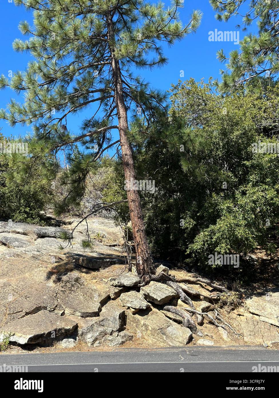 Alti pini che crescono su un pendio roccioso vicino a una strada nelle montagne della Sierra Nevada, California, Stati Uniti. - Immagine stock catturata con smartphone
