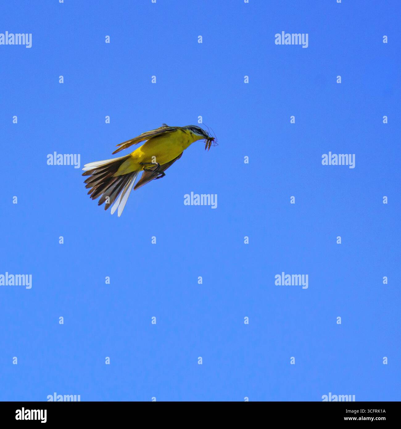 La coda di cavallo gialla (Motacilla flava) con un insetto nel suo becco si libra a mezz'aria con le ali allungate, la coda fannata e il suo piumaggio giallo vibrante risplende di nuovo Foto Stock