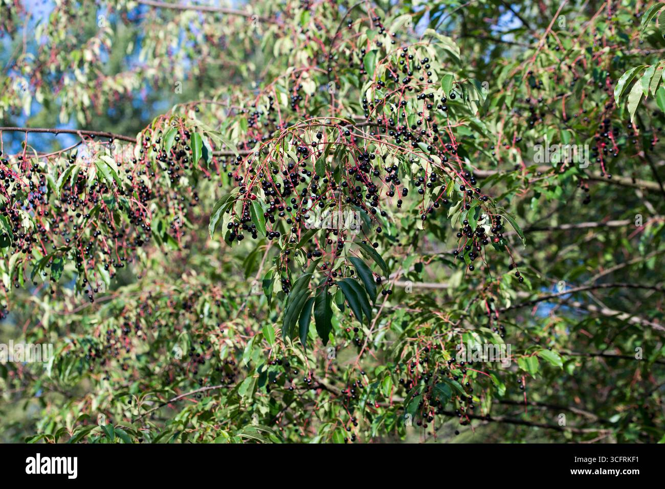 Ciliegia nera selvatica, Prunus serotina bacche mature primo piano messa a fuoco selettiva Foto Stock