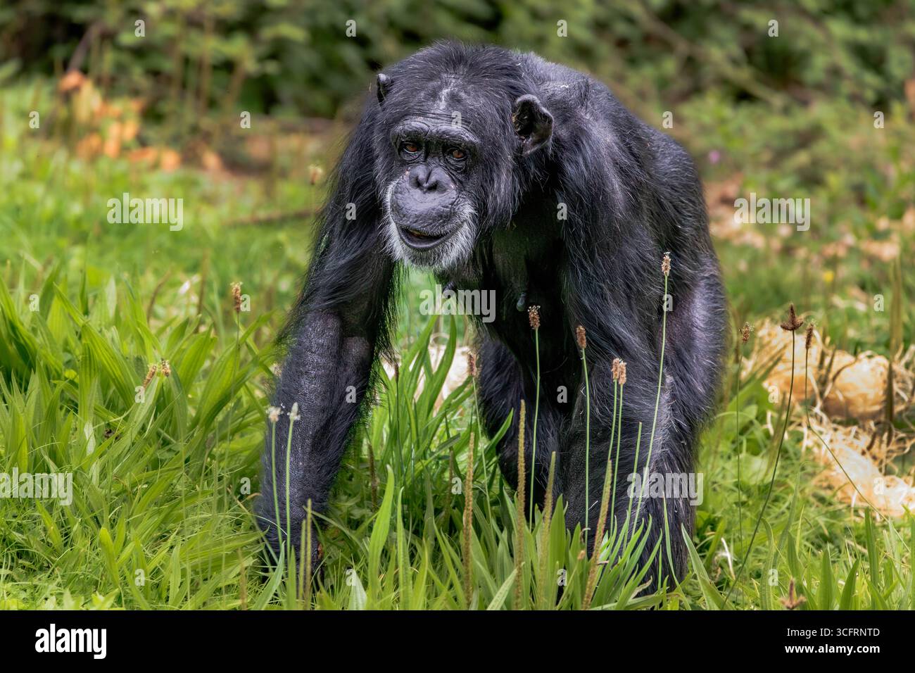 Chimpanzee occidentale Foto Stock