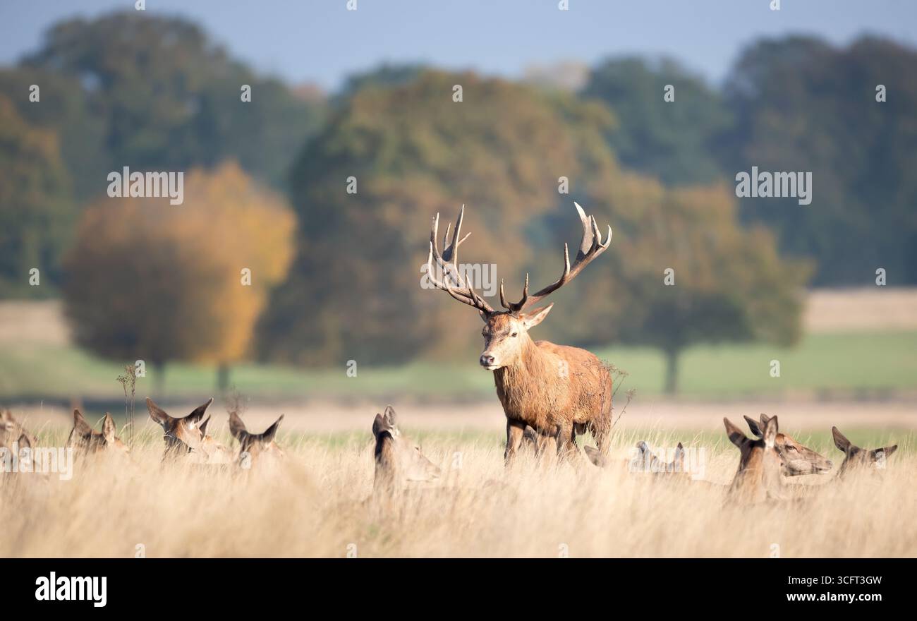Maestoso cervo rosso con grandi corna si erge con un gruppo di hindi in un prato durante la stagione autunnale dei rutting, Regno Unito. Foto Stock