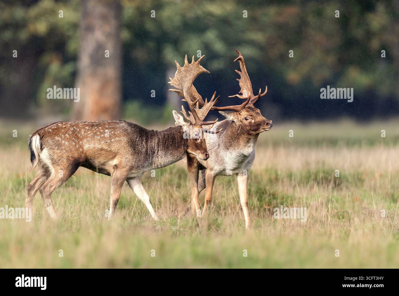 Due cervi a riposo con grandi corna in piedi vicini in un prato erboso durante il rut autunnale, Regno Unito. Foto Stock