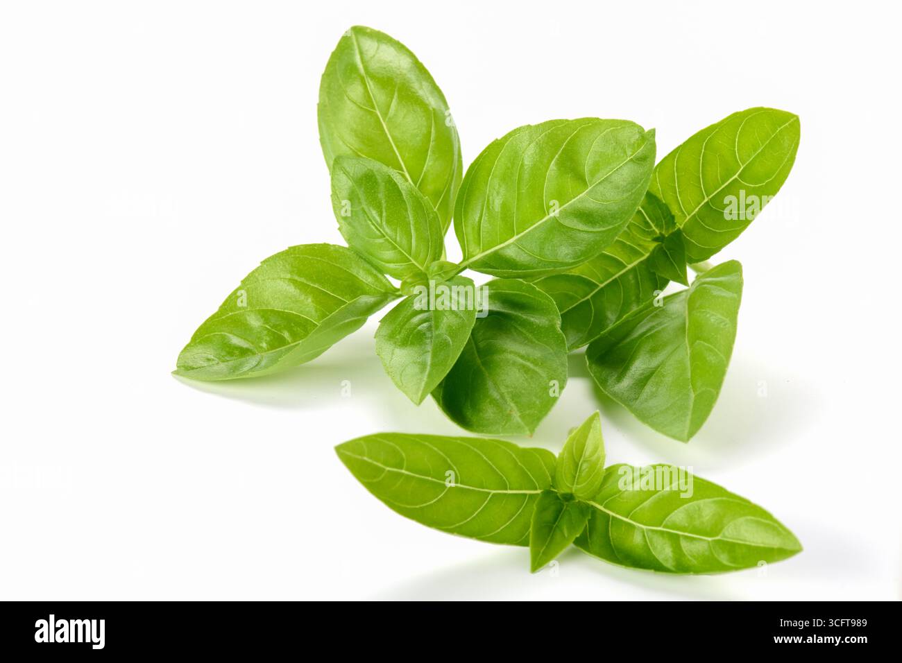 Foglie di basilico verde fresco isolate su sfondo bianco, perfette per temi culinari, erboristici e naturali. Foto Stock