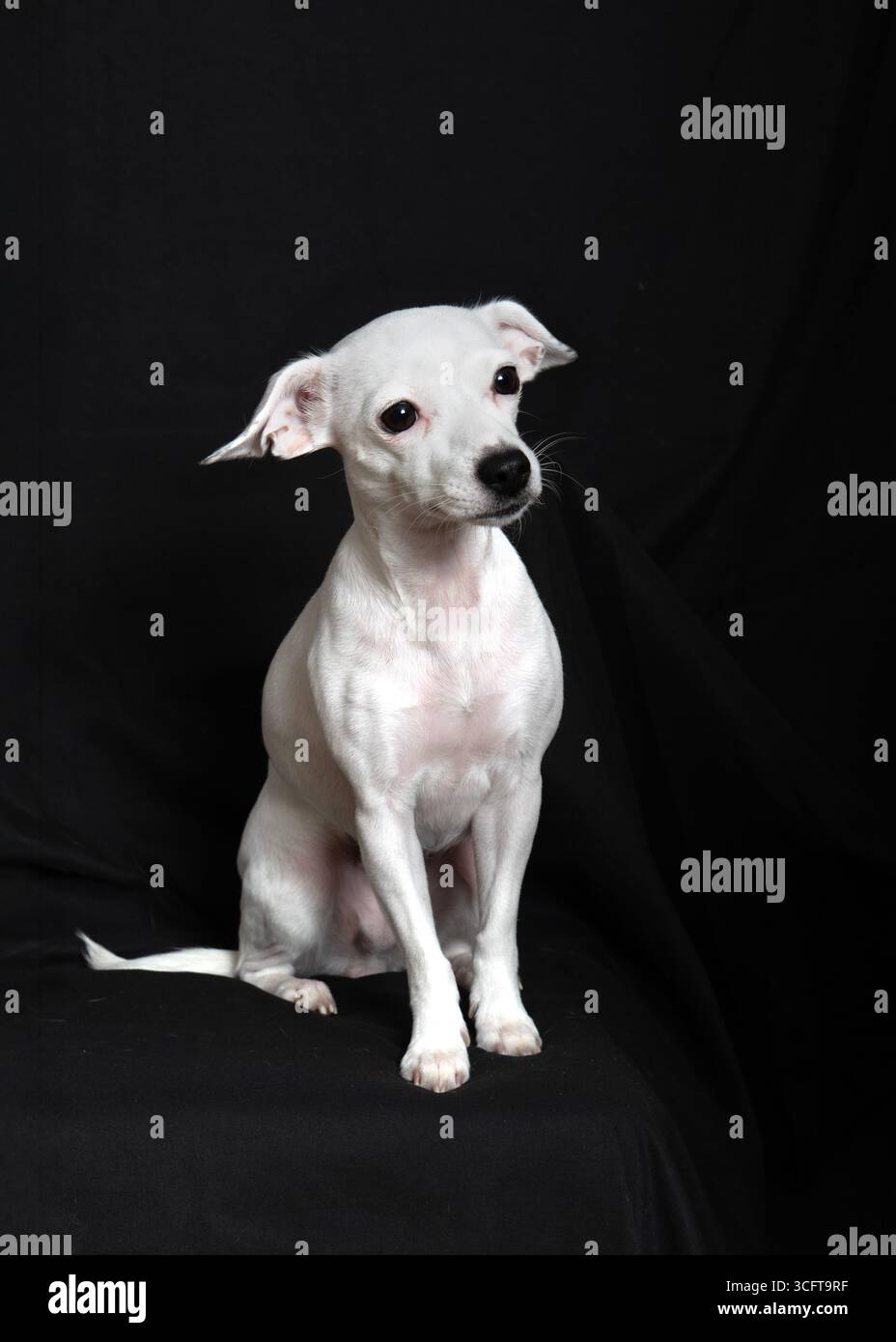 piccolo cucciolo di razza bianca seduto tranquillamente su uno sfondo nero, con la sua espressione di attenzione e il suo mantello morbido. Delicata in natura Foto Stock