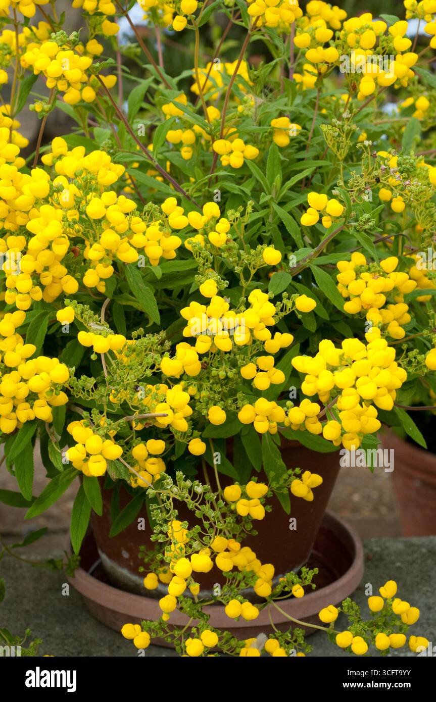 I vivaci fiori gialli fioriscono in una pentola di terracotta, mostrando i loro vivaci petali e il verde fogliame alla luce del sole. Foto Stock