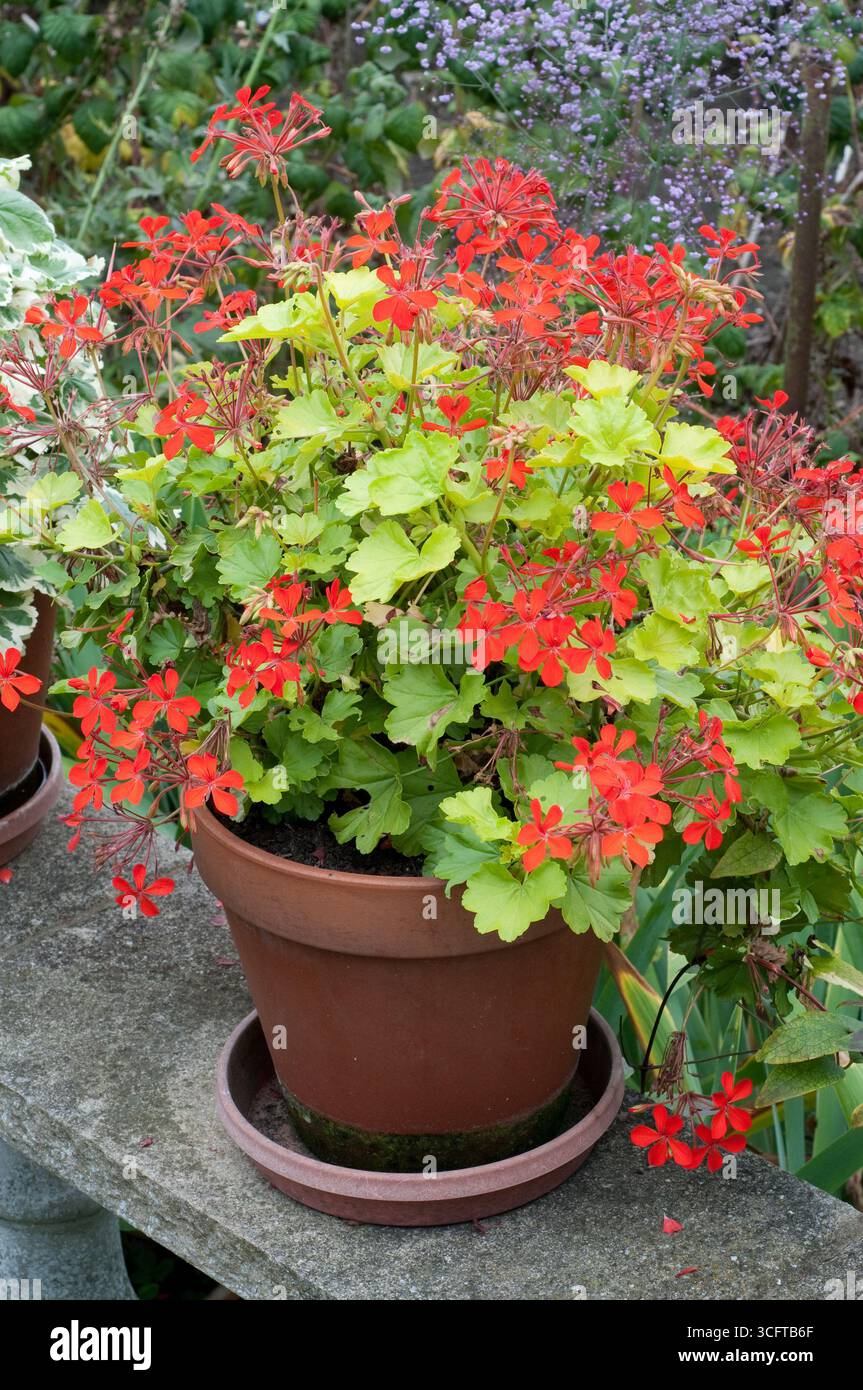 I fiori di geranio rosso brillante fioriscono in una pentola di terracotta, portando colore ad una siepe del giardino piena di vegetazione e fiori. Foto Stock