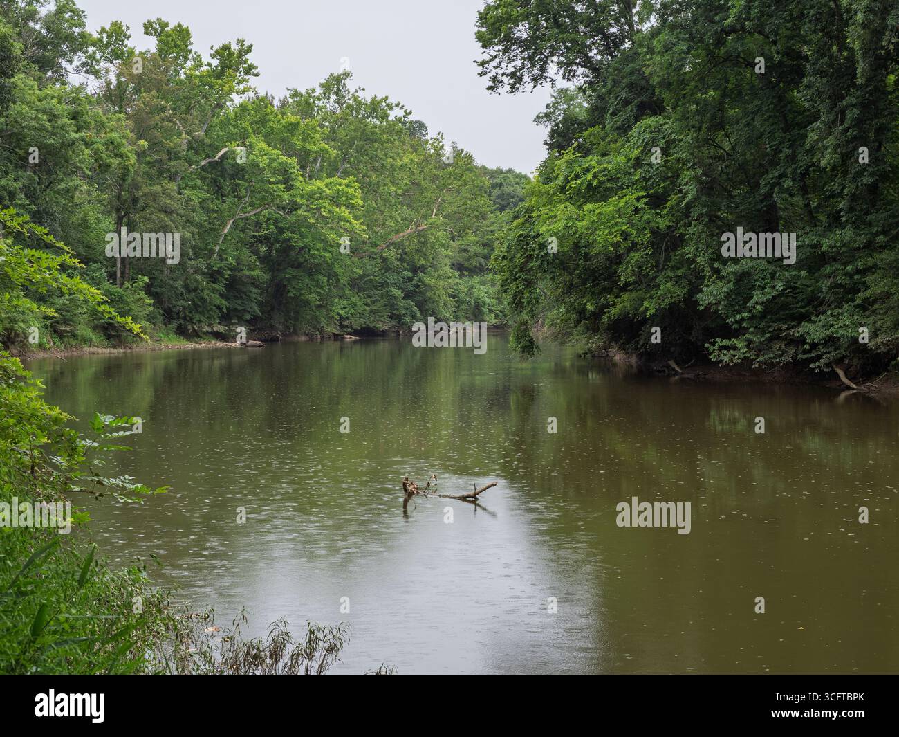 Le tranquille acque di Goose Creek scorrono attraverso una fitta foresta con lussureggianti alberi verdi che fiancheggiano le sue rive. Foto Stock
