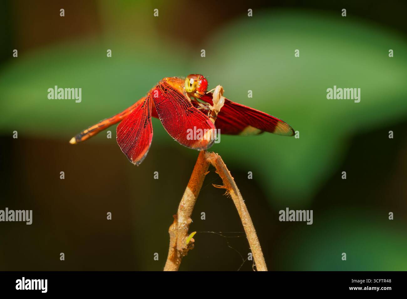 Colorato Dragonfly Skimmer - Neurothemis manadensis con splendide ali sedute sulla pianta a Sulawesi Indonesia, morfo giallo e rosso. Bello. Foto Stock