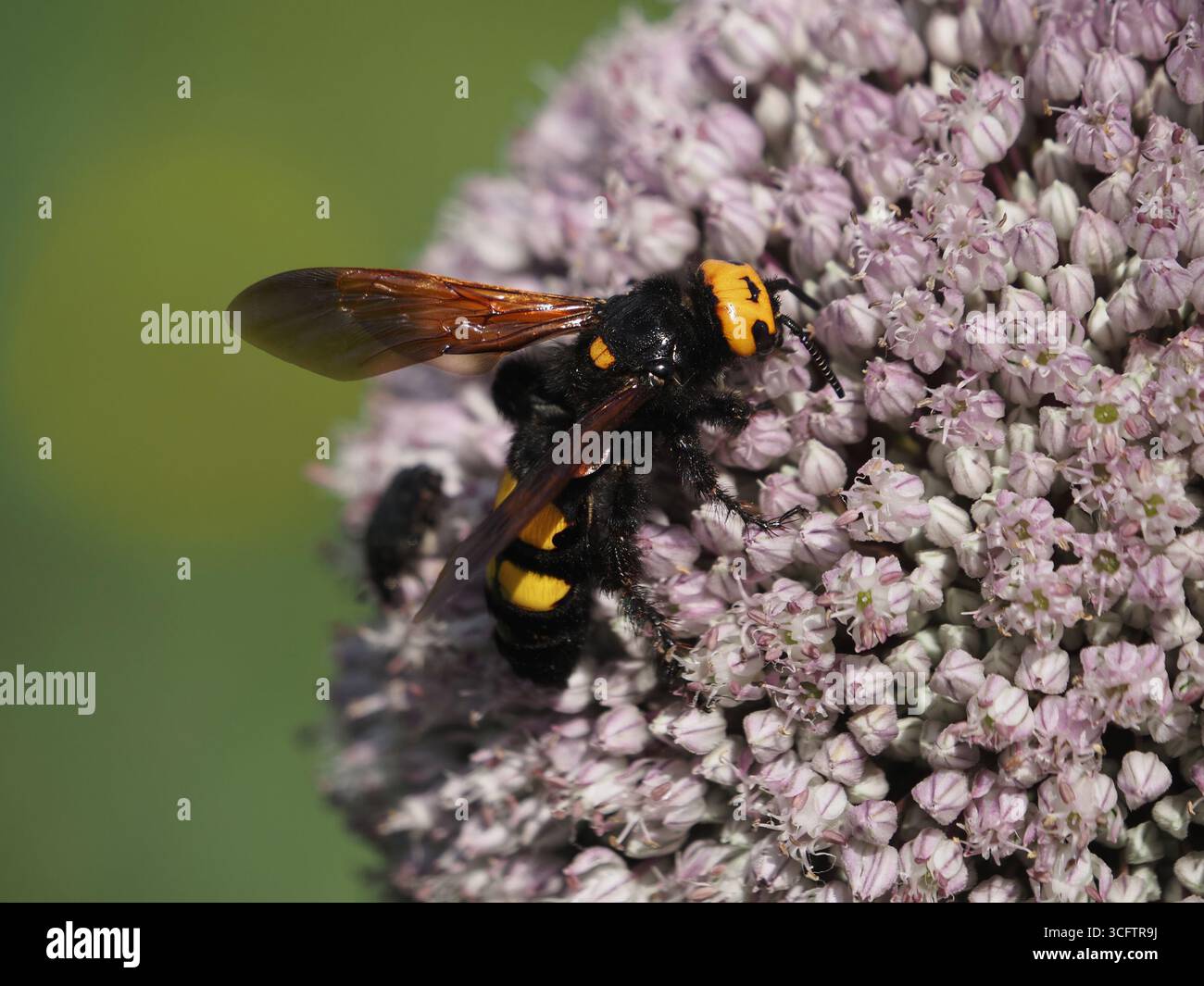 Vespa mammut (Megascolia maculata) con viso giallo che si nutre di nettare di fiore composito, Pratolino, Firenze, Italia Foto Stock