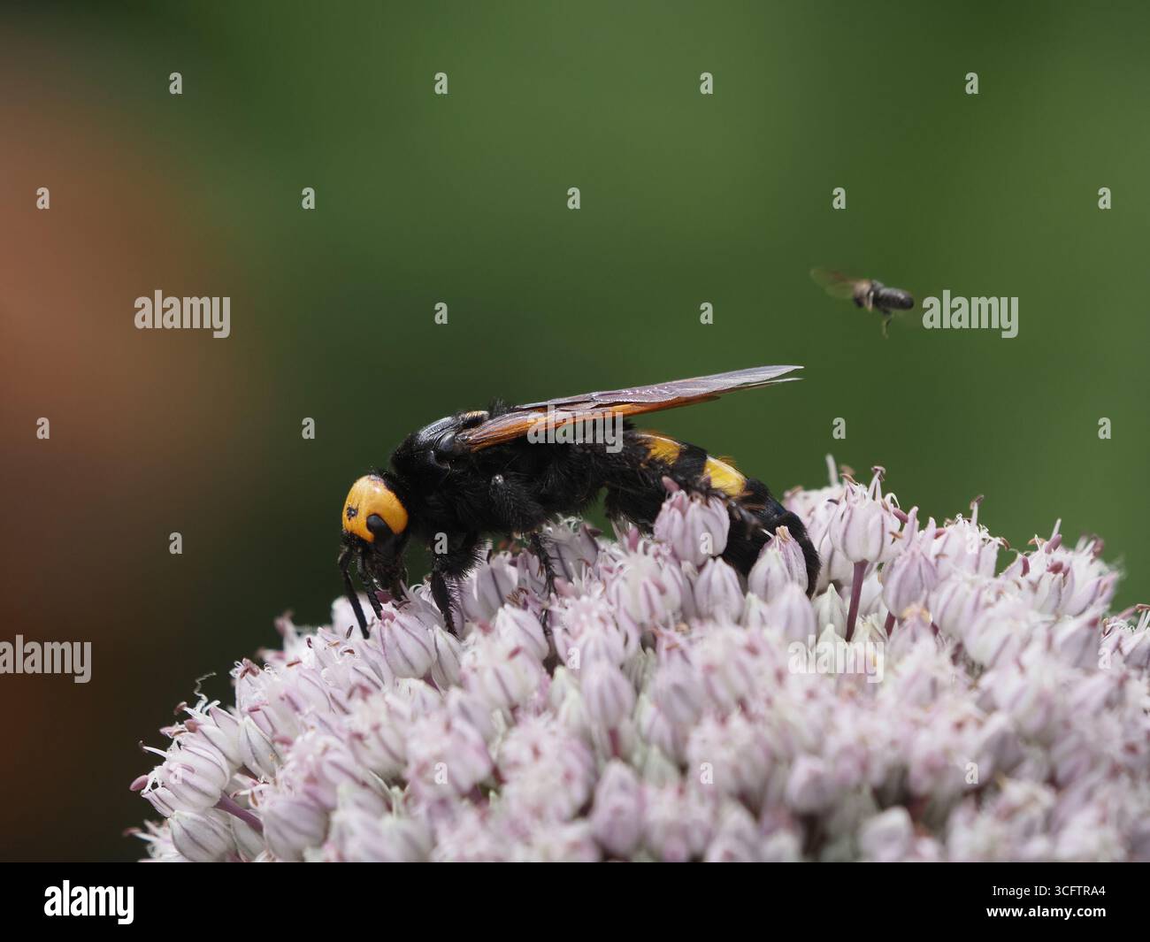Vespa mammut (Megascolia maculata) con viso giallo che si nutre di nettare di fiore composito, Pratolino, Firenze, Italia Foto Stock
