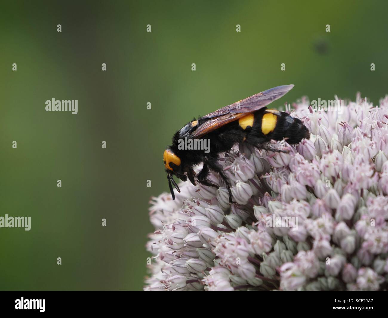 Vespa mammut (Megascolia maculata) con viso giallo che si nutre di nettare di fiore composito, Pratolino, Firenze, Italia Foto Stock