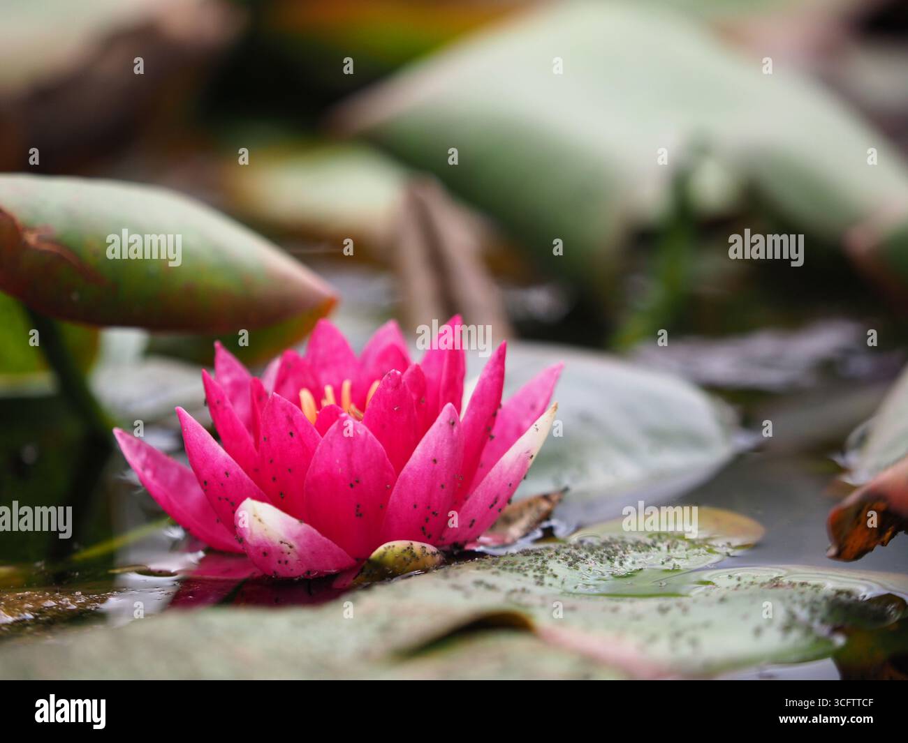 Water Lilly (Nymphaea odorata) Foto Stock