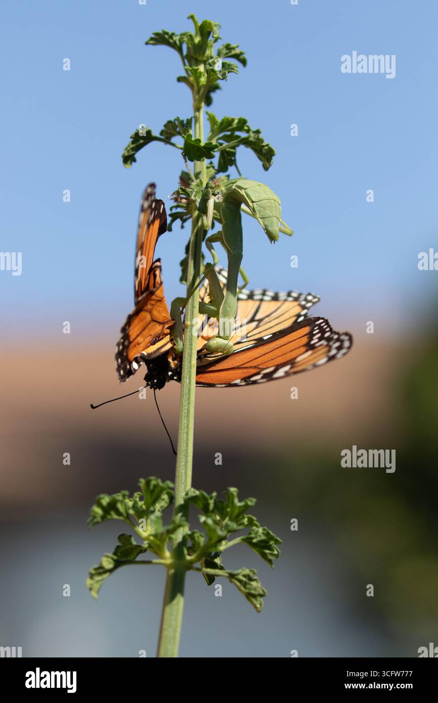 manti verdi che pregano mangiando una farfalla Monarch su un fusto di fiori Foto Stock
