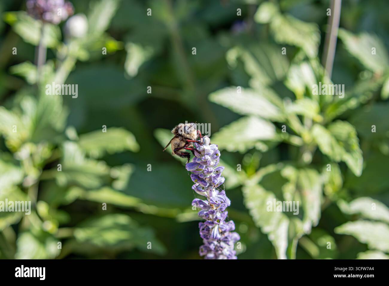bumblebee robberfly Laphria flava impollina una pianta di salvia blu in California, USA Foto Stock