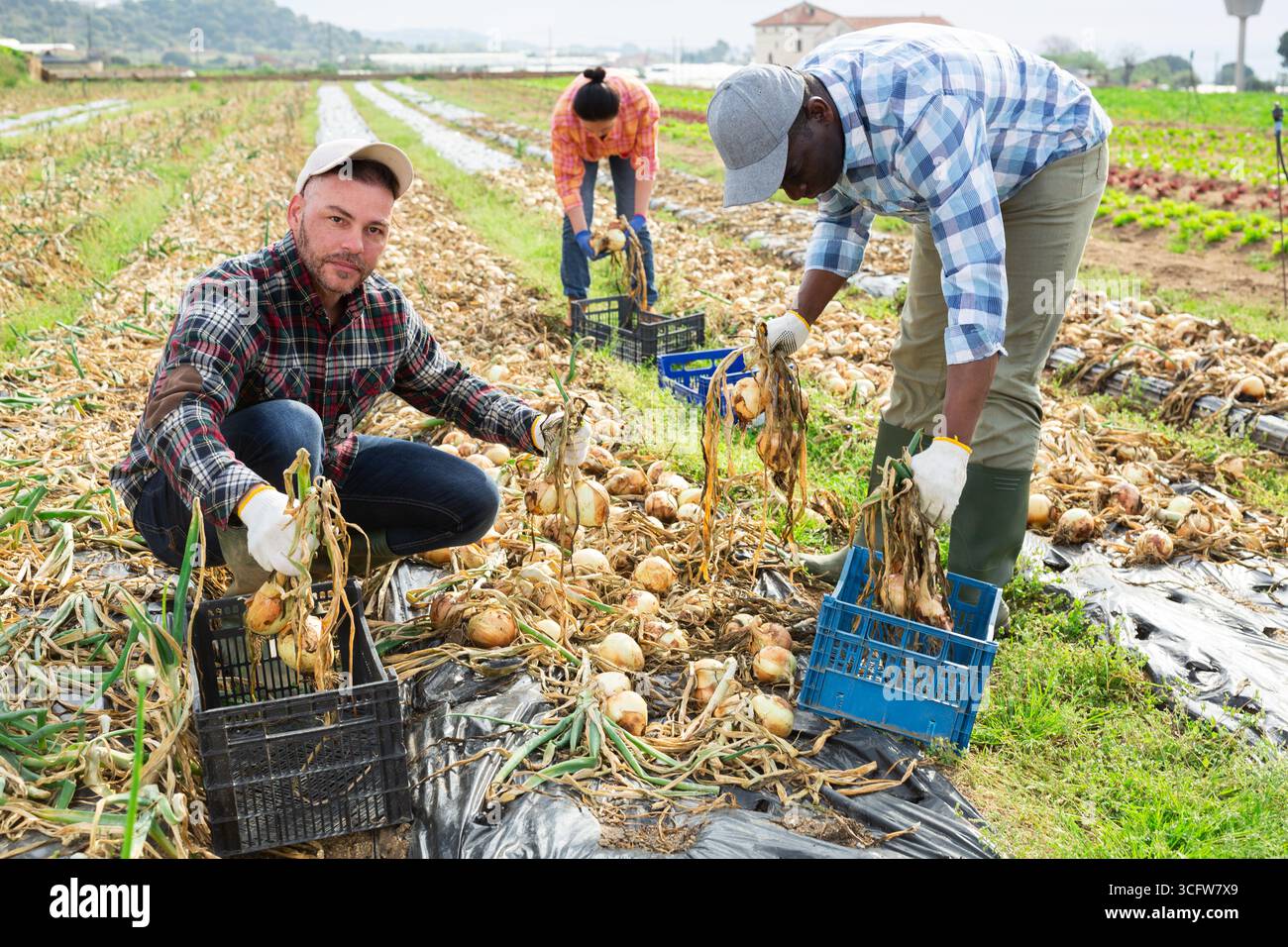 Gruppo multietnico di lavoratori agricoli che raccolgono cipolla Foto Stock