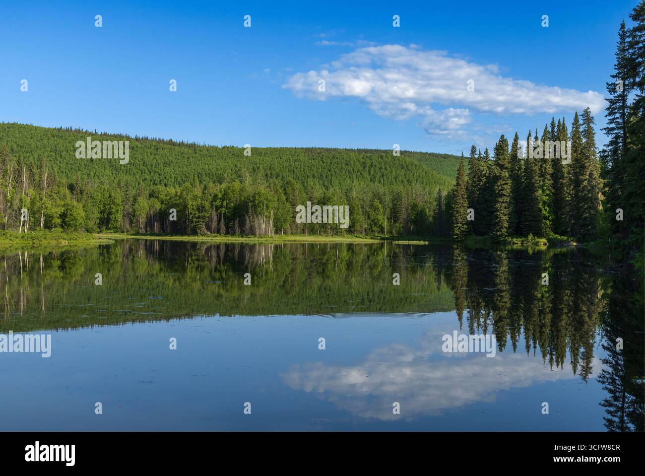 Alaska; Nord America; Stati Uniti; Chena River State Recreation area; Taiga; lago; Spring; Dawn Foto Stock