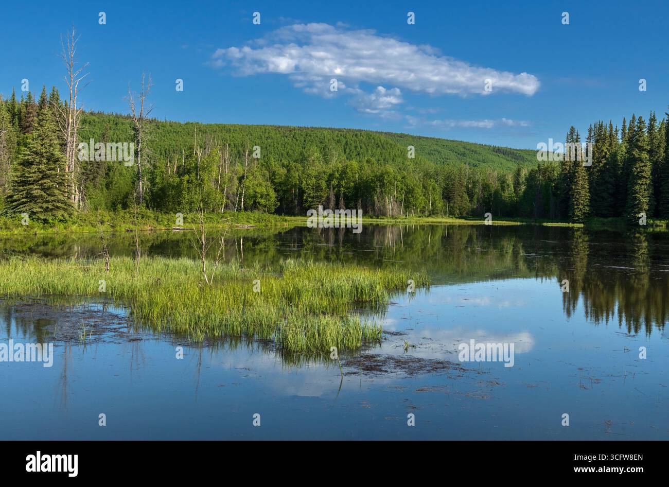 Alaska; Nord America; Stati Uniti; Chena River State Recreation area; Taiga; lago; Spring; Dawn Foto Stock