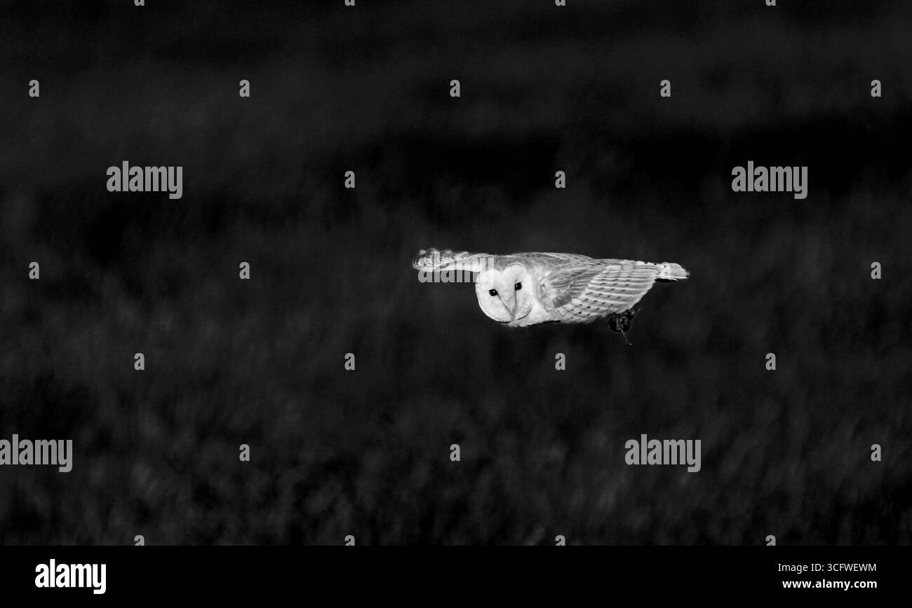 Il gufo fienile si aggira dietro le prede in artiglio a Norfolk Broads nel Regno Unito in bianco e nero Foto Stock