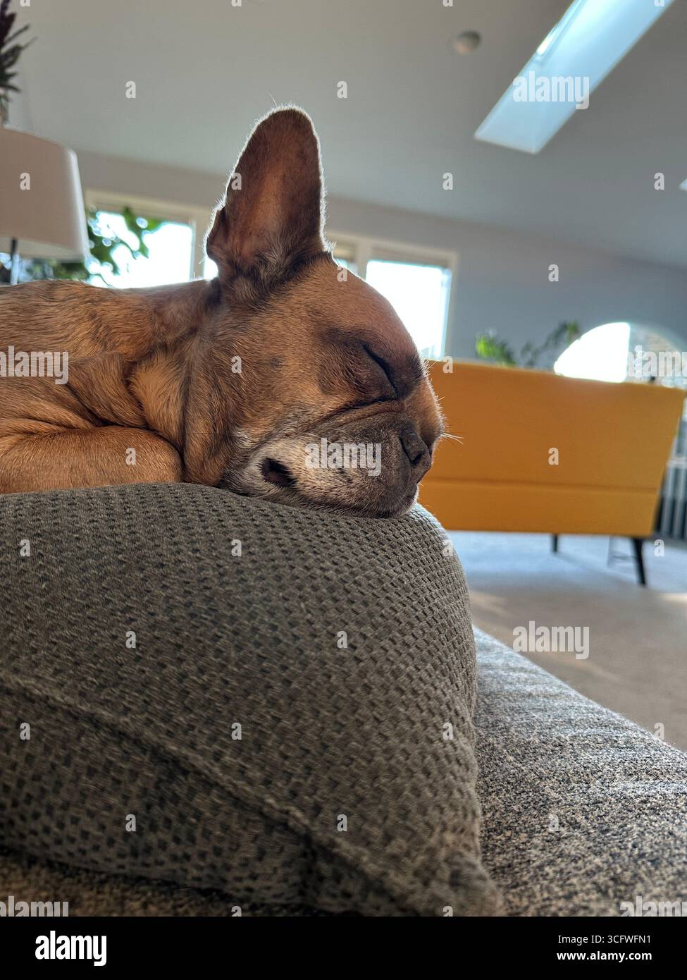 Un Bulldog francese che dorme su un cuscino su un divano nel soggiorno di una casa. Foto Stock
