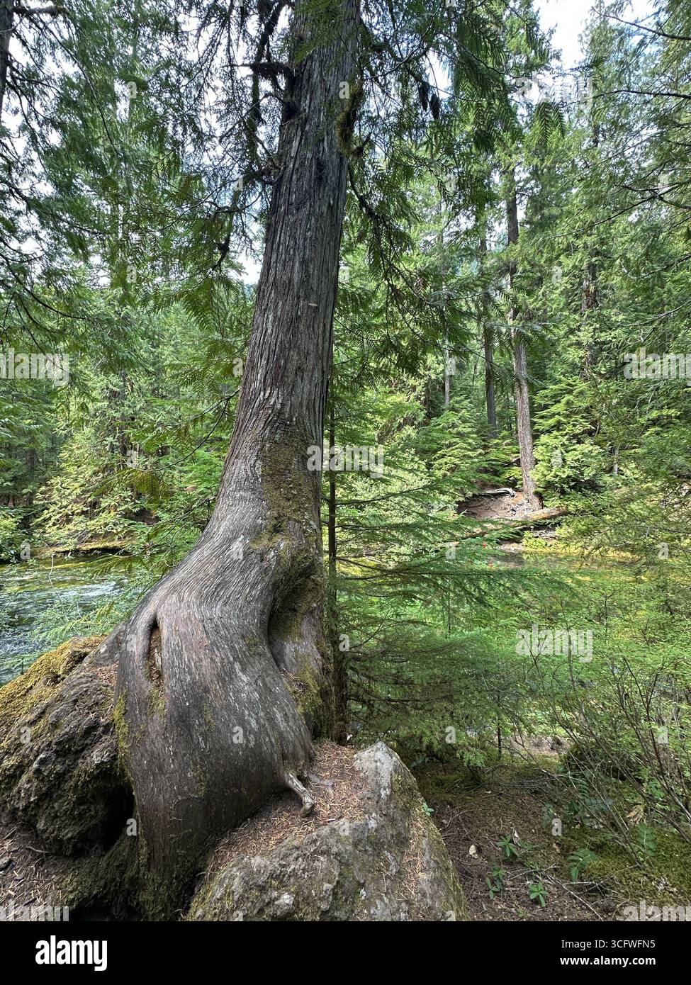 Il fiume McKenzie in Oregon in un giorno d'estate. Foto Stock