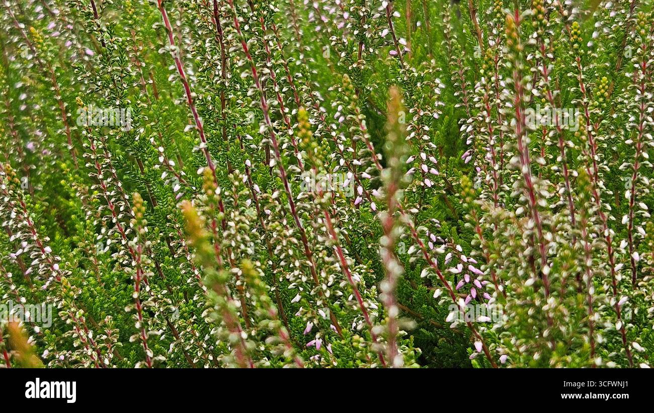 Heather (Calluna vulgaris) primo piano in habitat naturale Foto Stock