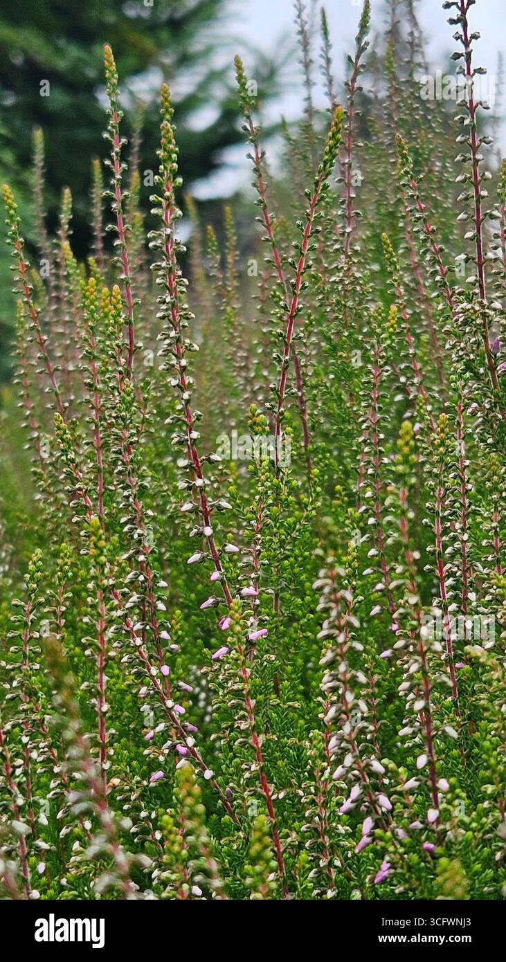 Heather (Calluna vulgaris) primo piano in habitat naturale Foto Stock