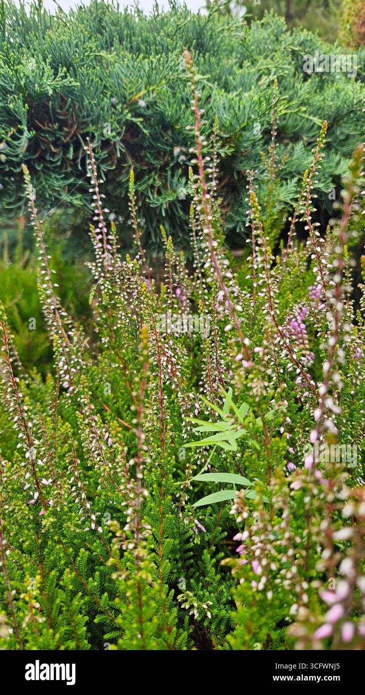 Heather (Calluna vulgaris) primo piano in habitat naturale Foto Stock