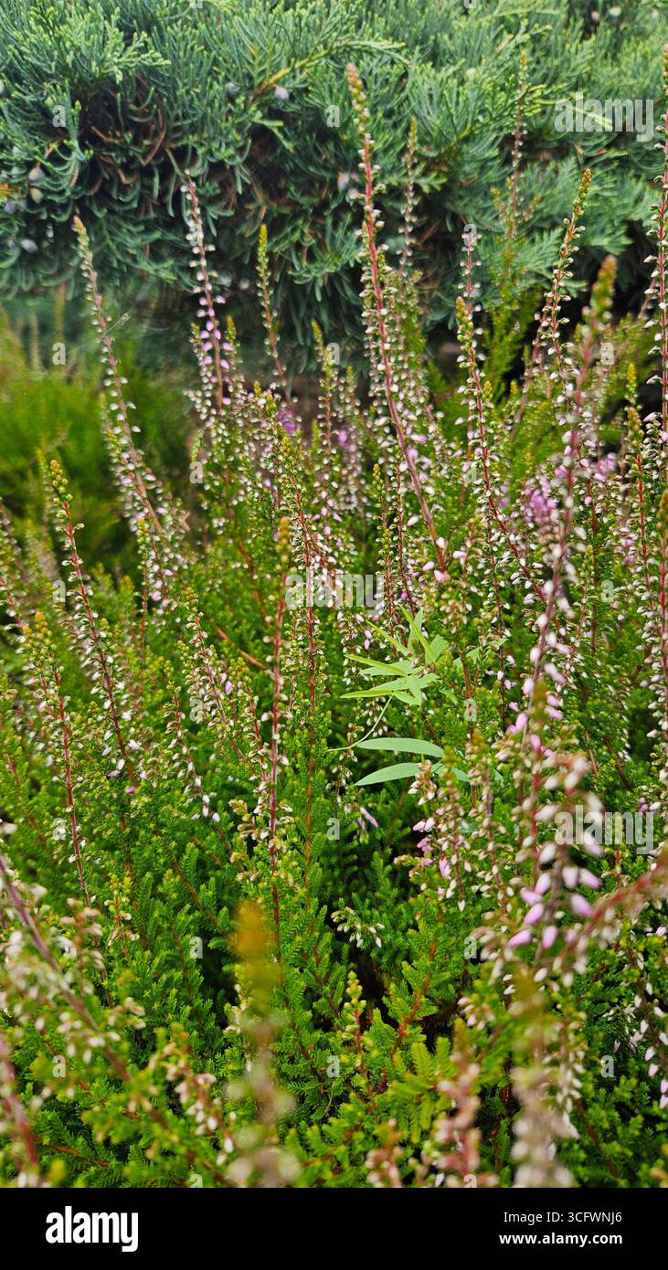 Heather (Calluna vulgaris) primo piano in habitat naturale Foto Stock