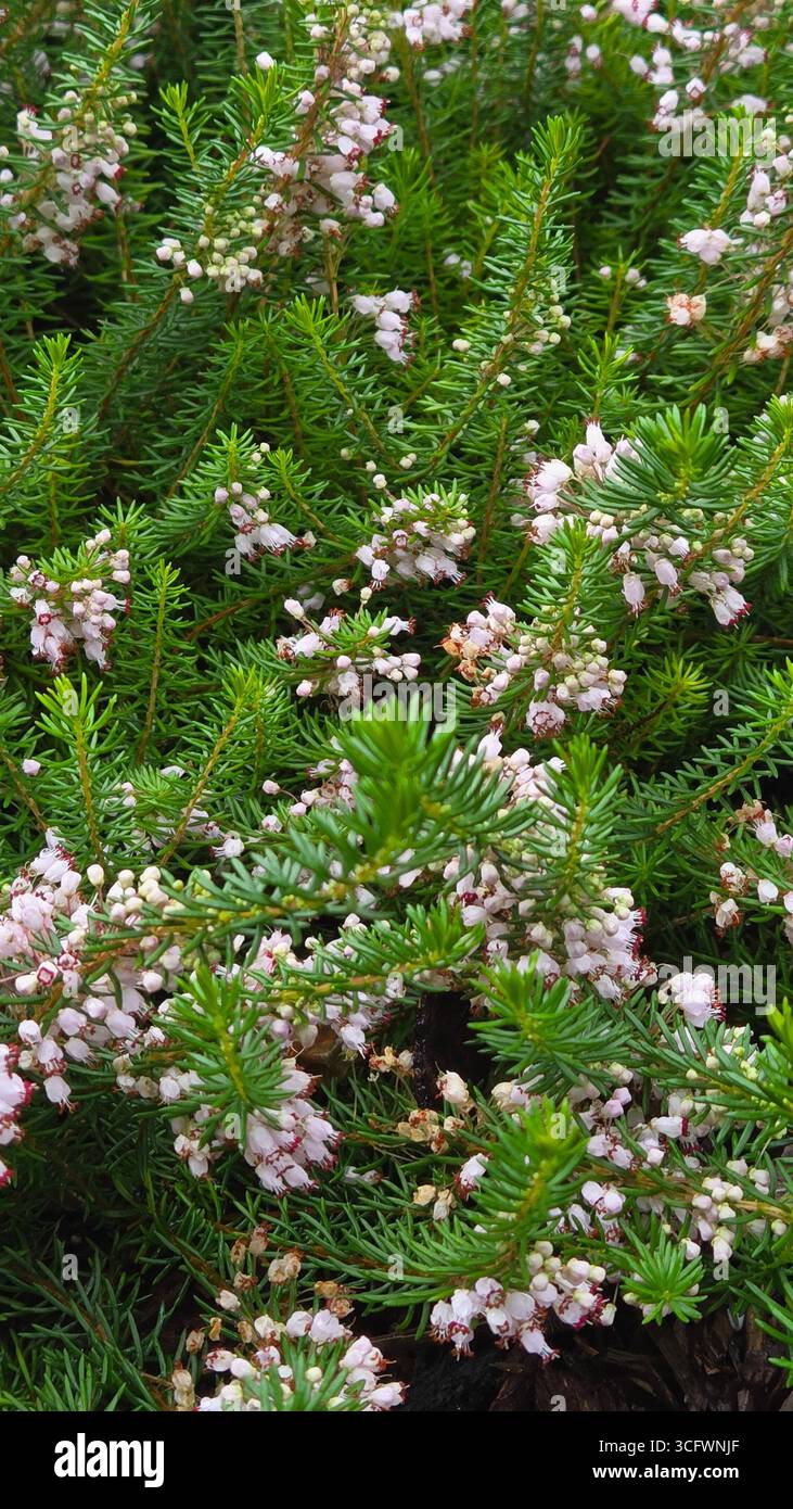 Arbusto Erica con fiori rosa per giardini - Immagine stock catturata con smartphone