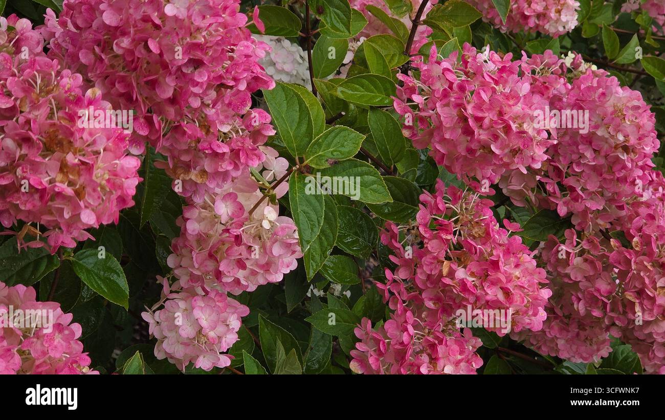 Hydrangea Paniculata panicle Hydrangea Pink e Cream Blossoms in Bloom - Immagine stock catturata con smartphone