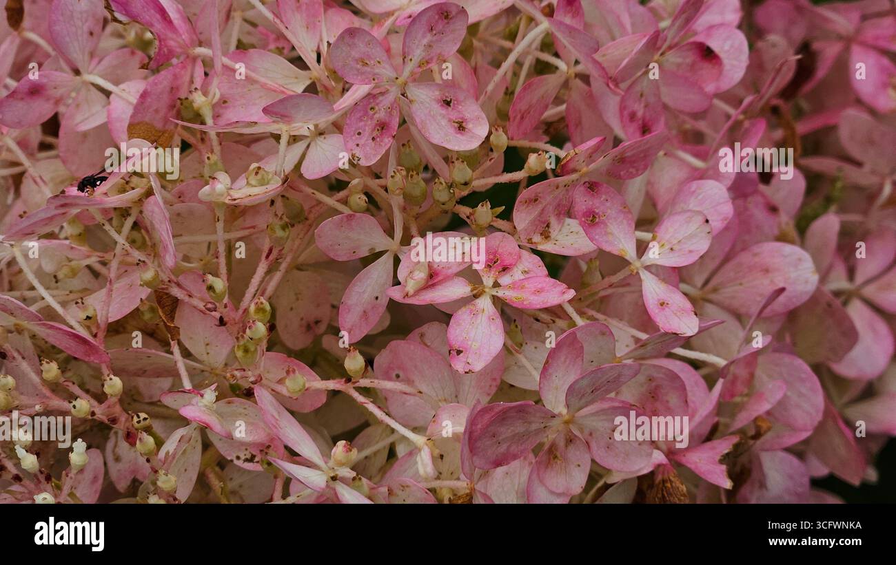 Sfondo rosa tenue Hydrangea Petal con texture naturale - Immagine stock catturata con smartphone